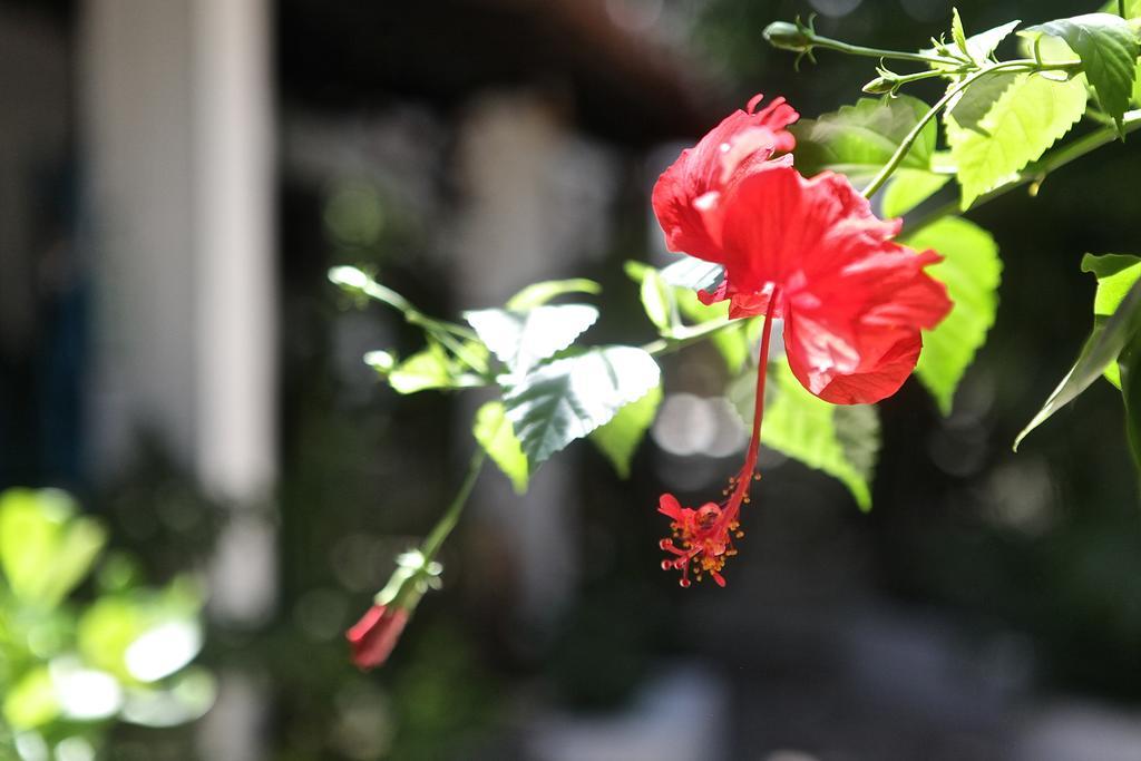 Encanto Das Flores Praia de Pipa Exteriör bild