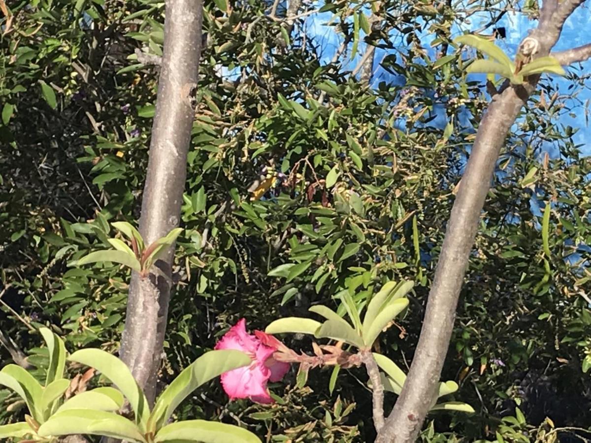 Encanto Das Flores Praia de Pipa Exteriör bild