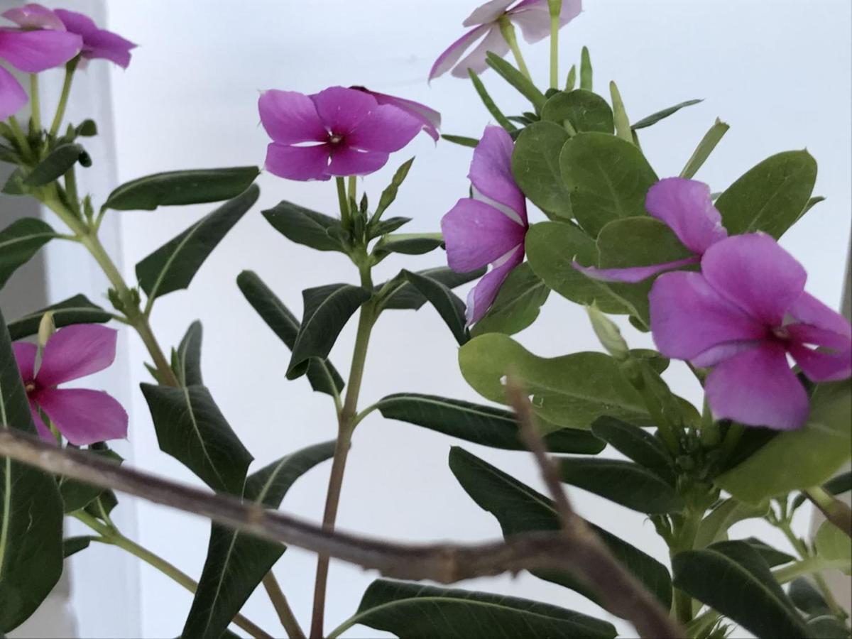 Encanto Das Flores Praia de Pipa Exteriör bild